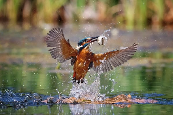 King Fisher Catching a Fish Poster