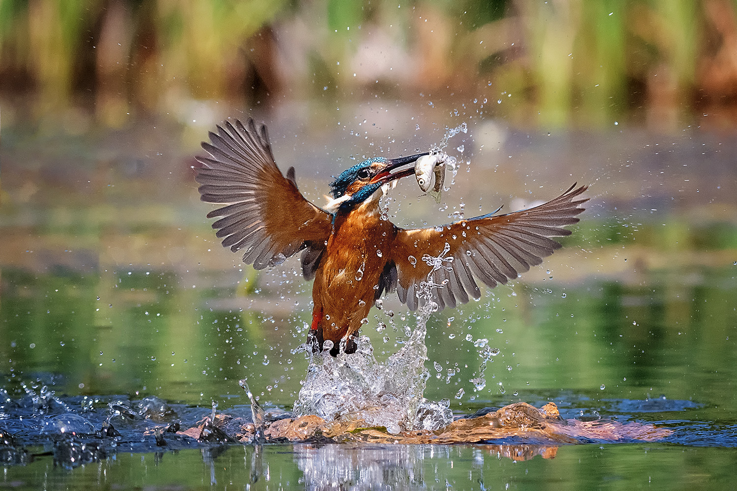 King Fisher Catching a Fish Poster