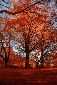 Autumn Tree Poster