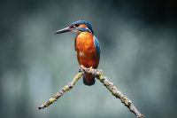 King Fisher Sat on a Perch Poster
