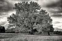 Black and White Oak Poster