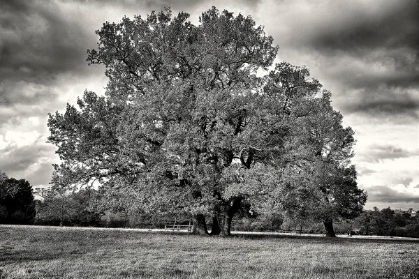 Black and White Oak Poster