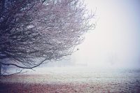 Foggy Trees Poster