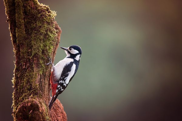 Speckled Wood Pecker on Moss Poster