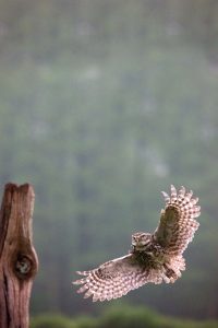 Little Owl in Flight Poster