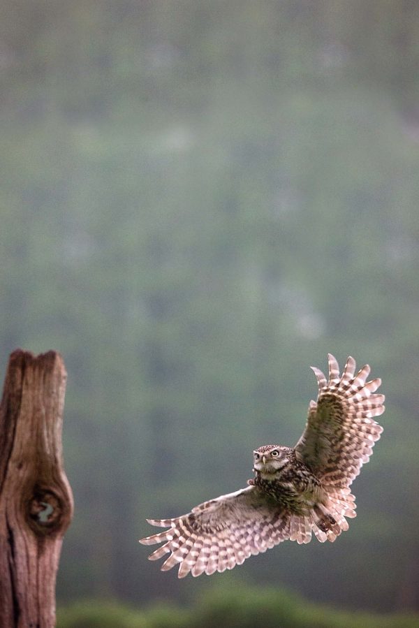 Little Owl in Flight Poster