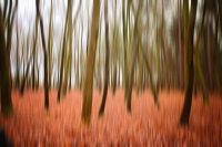 Vivid Trees Poster