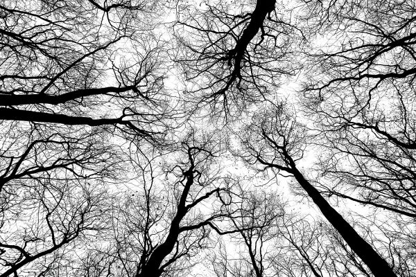 Black and White Tree Canopy Poster