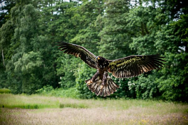 Eagle in Flight Poster