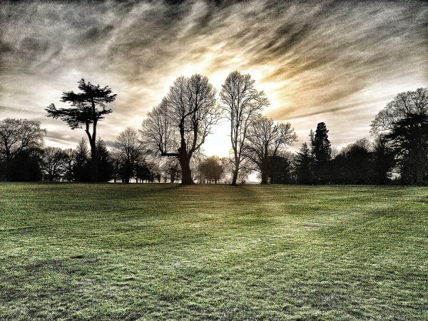 Dramatic Trees Poster