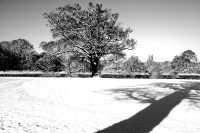 Snowy Trees Poster