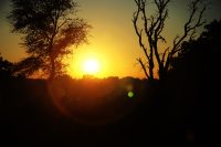 Tree Silhouette with Yellow Sunset Poster