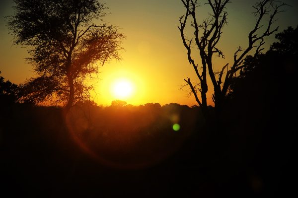 Tree Silhouette with Yellow Sunset Poster