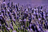 Lavender 3 Poster