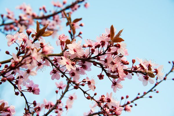 Spring Blossom Serenity Poster