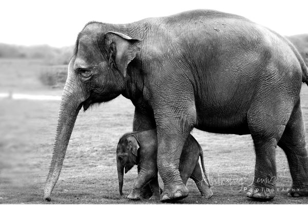 Guided by Giants Poster