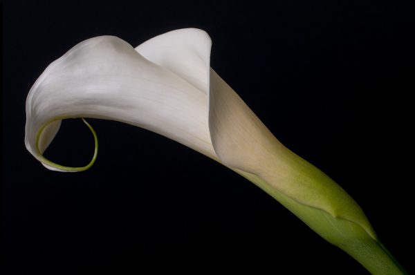 Calla Lily Poster