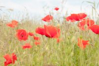Poppies 5 Poster