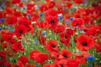 Poppies 4 Poster