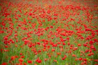 Poppies 1 Poster