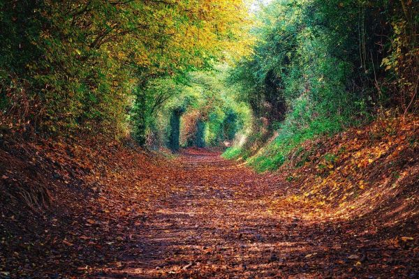 The Autumn Tunnel Poster