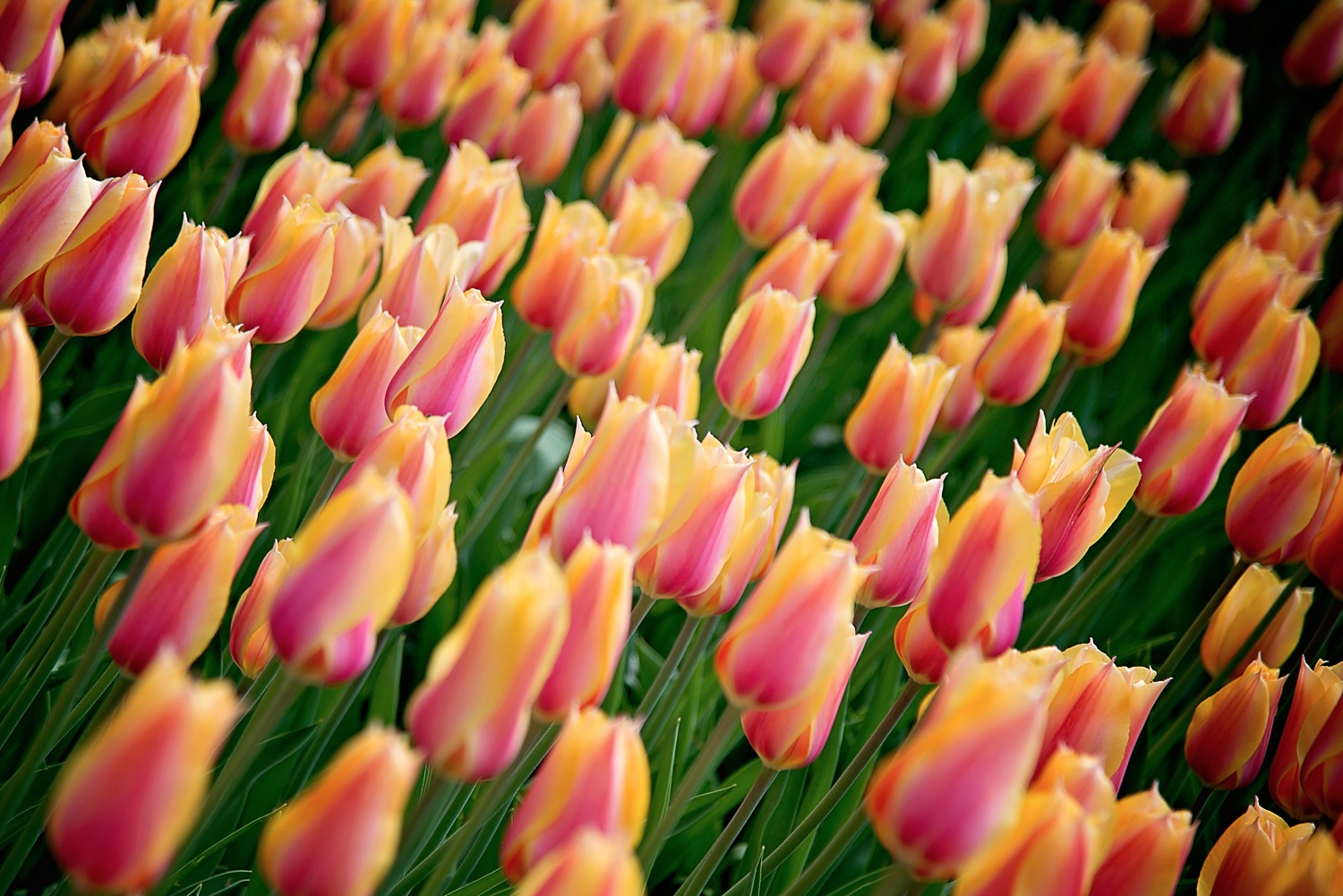 Pink and Yellow Tulip Poster