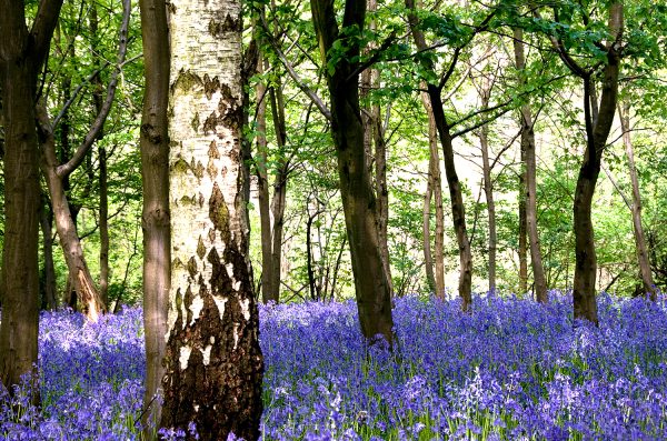 Blue Bells and Silver Birch Poster