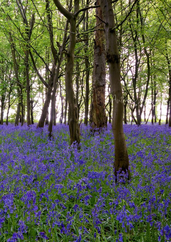 Blue Bells Field Poster
