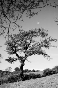 Silent Moon Tree Poster