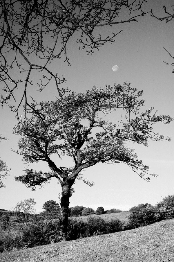 Silent Moon Tree Poster