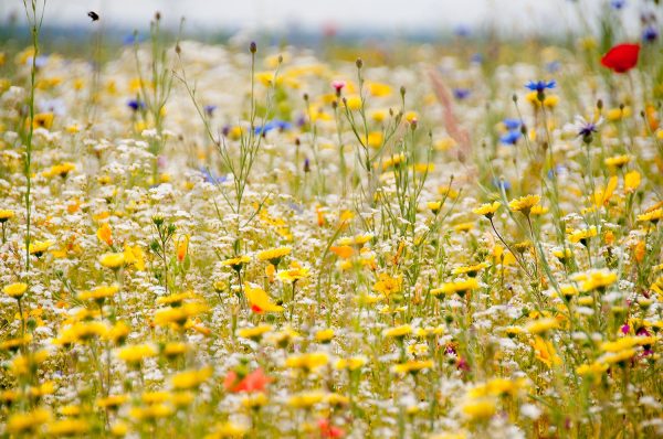 Wildflower Meadow in Soft Summer Light Poster