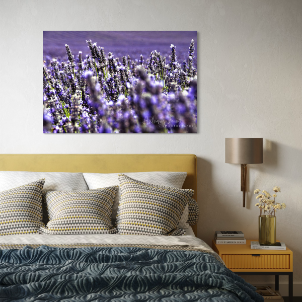 Lavender 1 Poster