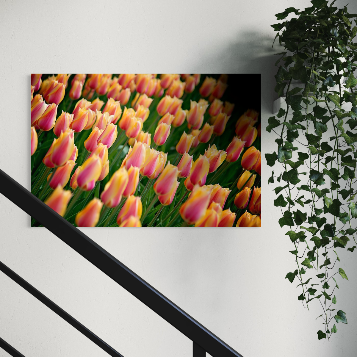 Pink and Yellow Tulip Poster - Image 2