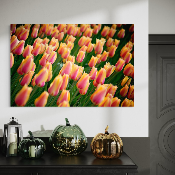 Pink and Yellow Tulip Poster