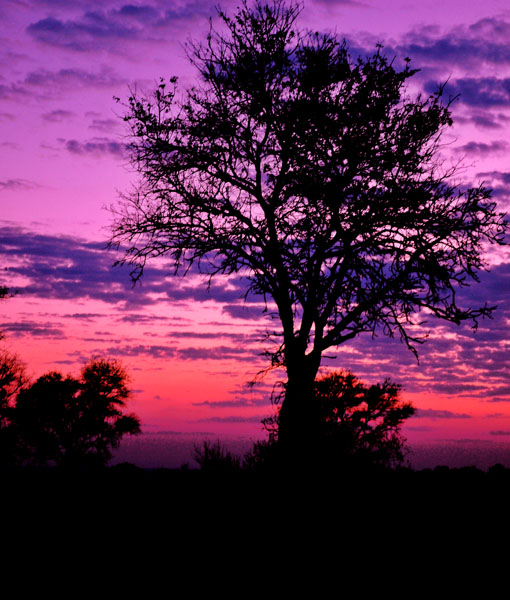 Tree Silhouette with Pink Sunset Poster